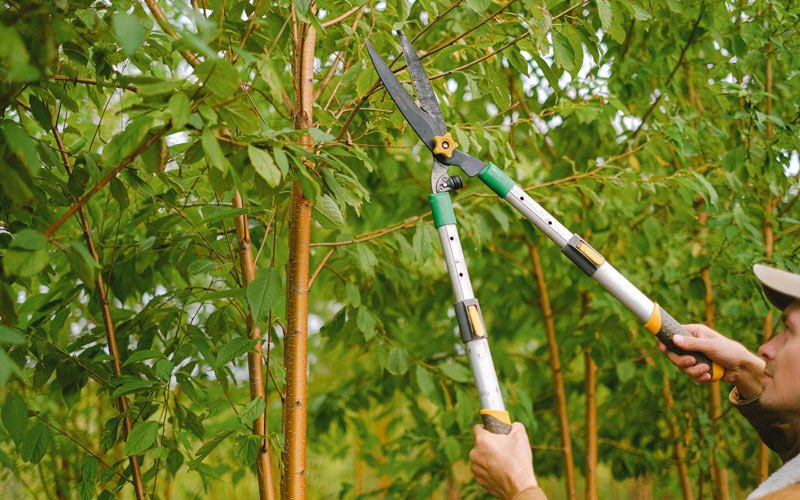 Tree trimming in Forest Ranch, CA