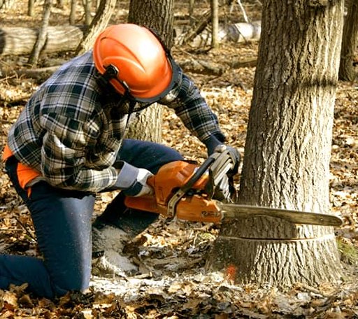 Tree Removal in Forest Ranch, CA